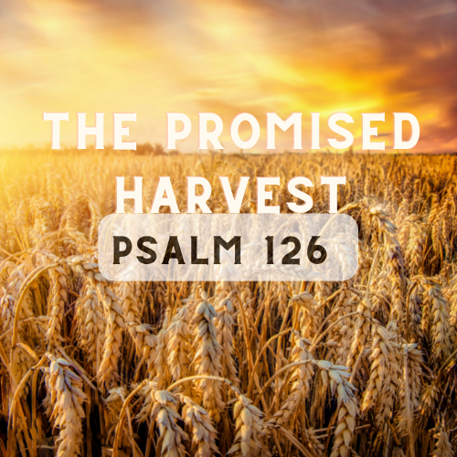 The Promised Harvest